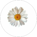 Adrianna Daniela profile picture